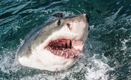 W Australii najwięcej ofiar ataków rekinów od ponad 80 lat