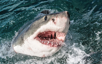 W Australii najwięcej ofiar ataków rekinów od ponad 80 lat