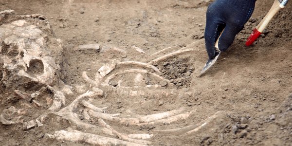 To nowy gatunek przodka człowieka? „Kluczowe dla zrozumienia naszej ewolucyjnej przeszłości"