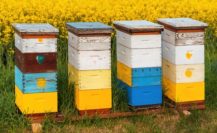 Dla fiskusa ekopasieka jest lepsza niż pomoc Ukraińcom