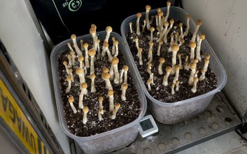 Wśród skonfiskowanych substancji znalazły się m.in. grzybki halucynogenne