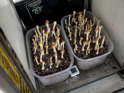 Wśród skonfiskowanych substancji znalazły się m.in. grzybki halucynogenne