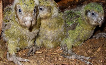 Pisklęta kakapo