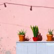 Miał być kolorem XX wieku. Żegnamy „millennial pink”. Jaki kolor go zastąpi?