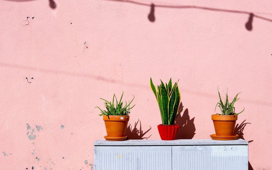 Miał być kolorem XX wieku. Żegnamy „millennial pink”. Jaki kolor go zastąpi?