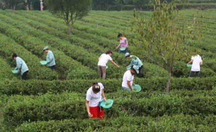 Chiny: Kolebka herbaty w TVP 2