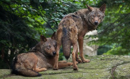Katalonia: Zapach wilków ma odpędzić dziki