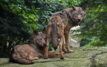 Katalonia: Zapach wilków ma odpędzić dziki