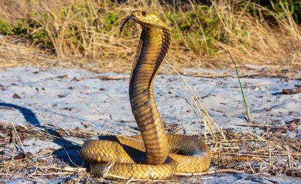 Kobra przylądkowa (Naja nivea)