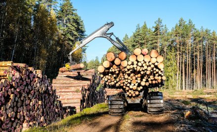 437 mln hektarów lasów zniknęło z powierzchni Ziemi w latach 2001–2021.