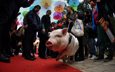 Huczne obchody roku Świni w Chinach. Tłumy ruszyły w podróż