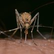 Plaga komarów w Polsce. Rząd udzieli pomocy