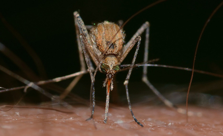 Plaga komarów w Polsce. Rząd udzieli pomocy