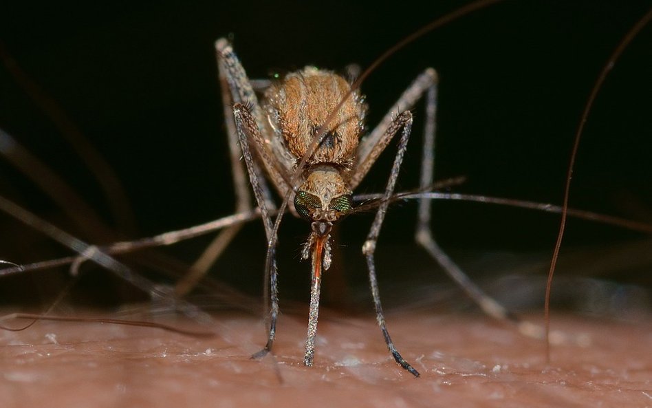 Plaga komarów w Polsce. Rząd udzieli pomocy