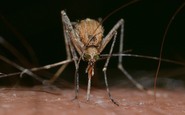 Plaga komarów w Polsce. Rząd udzieli pomocy