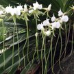 Angraecum longicalcar - przedstawicieli tego gatunku storczyków naukowcy odnaleźli zaledwie 12 sztuk