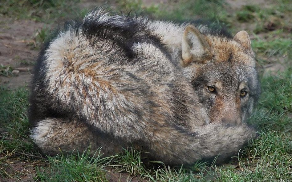 To pies udomowił człowieka