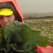 Brytyjczycy nie chcą pracować jak migranci