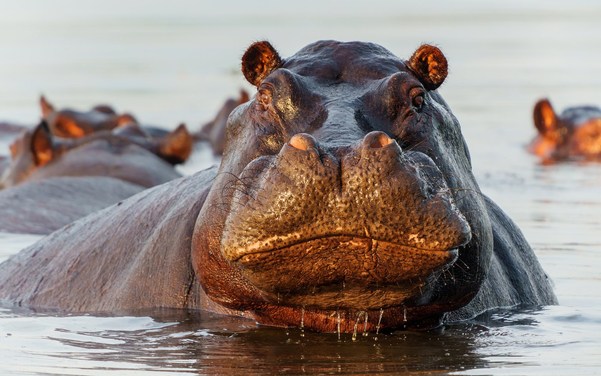 Colombia: Pablo Escobar’s hippos to be shot. ‘They pose a threat’