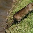 Szczury roznoszą bakterie Yersinia pestis