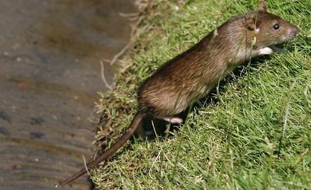 Szczury roznoszą bakterie Yersinia pestis