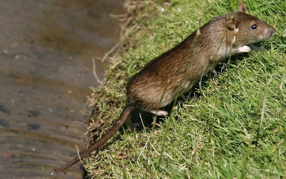 Szczury roznoszą bakterie Yersinia pestis