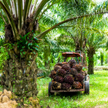 Produkcja oleju palmowego