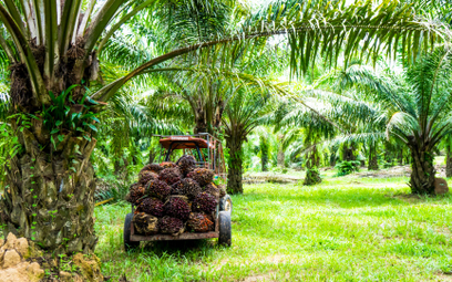 Produkcja oleju palmowego
