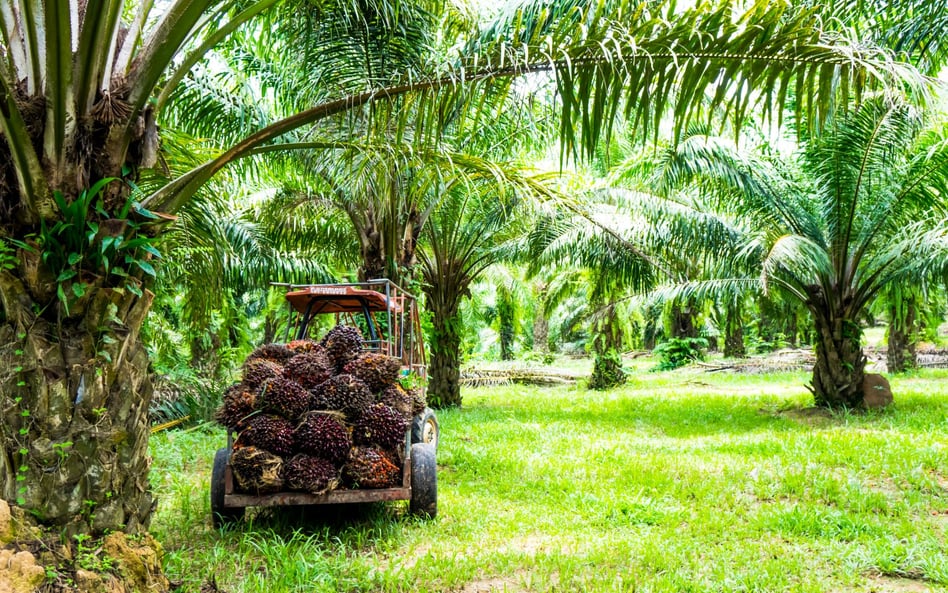 Indonezja: Pierwszy lot samolotu zatankowanego olejem palmowym