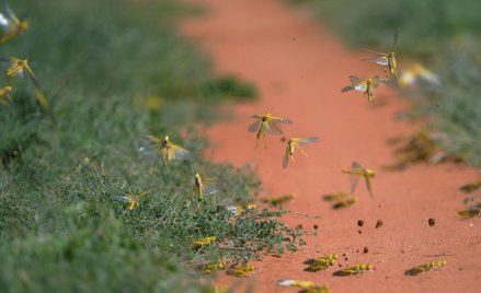 Inwazja szarańczy we wschodniej Afryce. Ryzyko plagi
