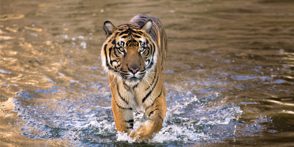Tygrys malajski przegrywa z cywilizacją. „Balansuje na krawędzi wyginięcia”