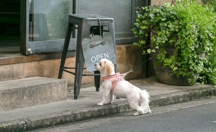 Pozostawiony bez opieki pies może po prostu zrobić się nagle agresywny i zaatakować kogoś z przechod