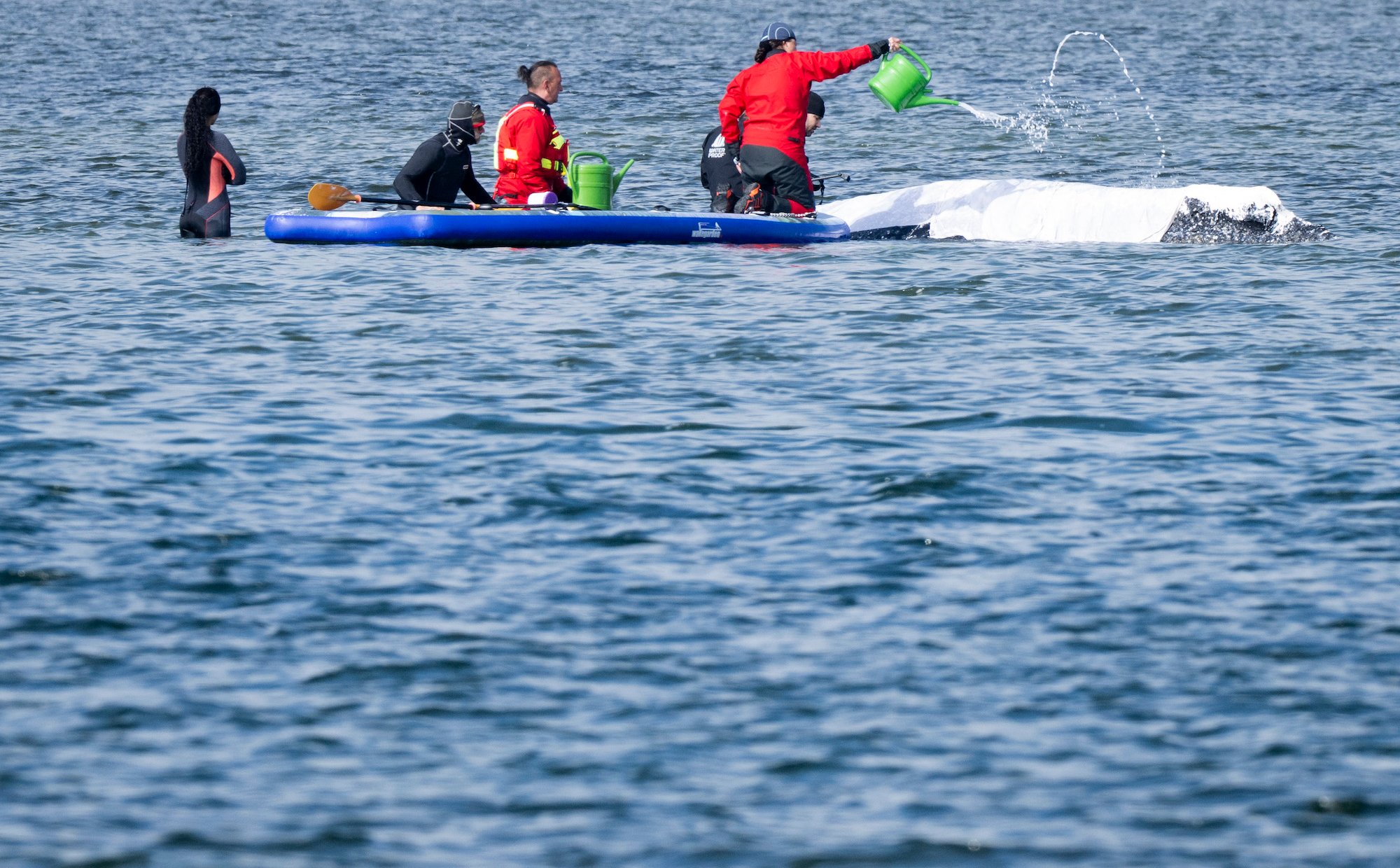 Wieloryb utknął na Bałtyku. Eksperci krytykują misję ratunkową. „Okrucieństwo”