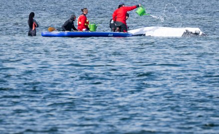 Próby ratowania humbaka trwają od kilku tygodni.