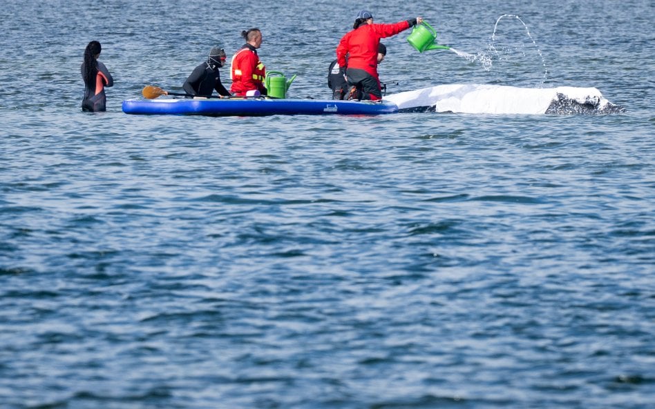 Próby ratowania humbaka trwają od kilku tygodni.