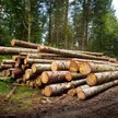 WSA: odbiorcy drewna z Lasów Państwowych to informacja publiczna