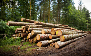 WSA: odbiorcy drewna z Lasów Państwowych to informacja publiczna