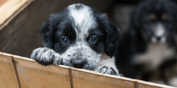 Psy z pseudohodowli, z pseudorodowodem. Prawo ma chronić przed kupowaniem „kota w worku”