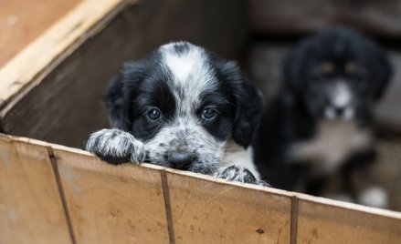 Pies z pseudohodowli, czyli „kot w worku”. Prawo ma chronić kupujących