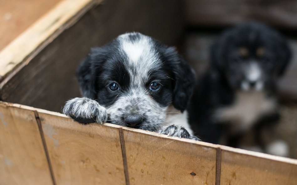 Psy z pseudohodowli, z pseudorodowodem. Prawo ma chronić przed kupowaniem „kota w worku”
