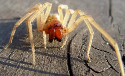 Żółty pająk atakuje Mazdy