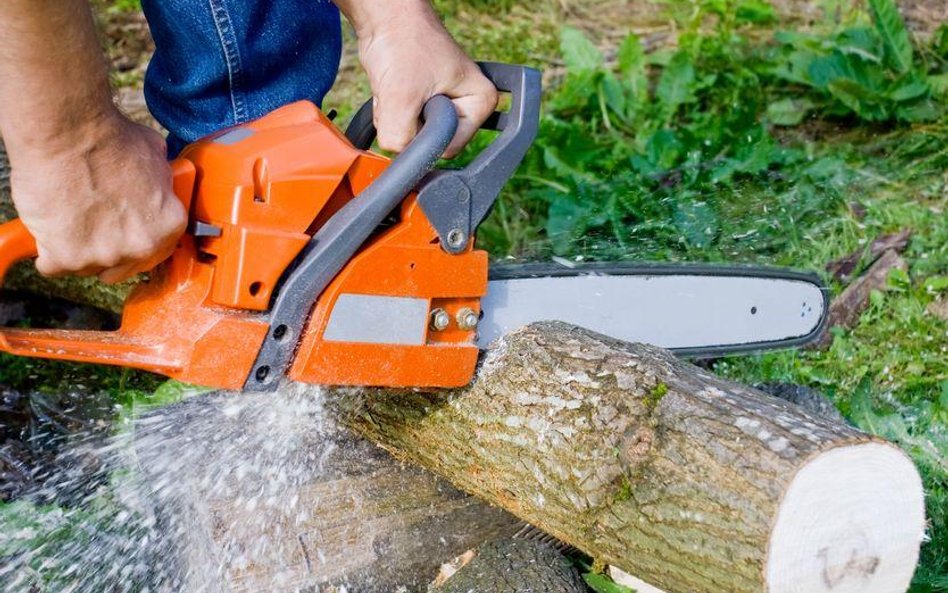 Od 2017 roku wycinka drzew na prywatnej posesji bez zezwolenia