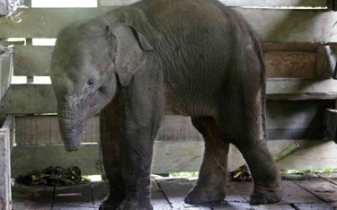 Życia słoniątka nie udało się uratować