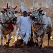 Pakistan, Lahore. Tradycyjny wyścig byków podczas obchodów święta wiosny