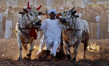 Pakistan, Lahore. Tradycyjny wyścig byków podczas obchodów święta wiosny