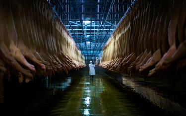 Amerykański dokument „Zjadanie zwierząt” Christophera Quinna opowiada o horrorze przemysłowej hodowl