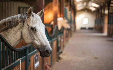 Sąd: bez odszkodowania za konieczność uśpienia konia poturbowanego przez innego konia