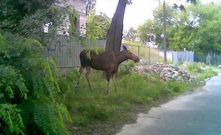 Łoś w ślepej uliczce