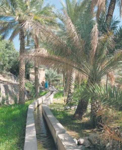 Systemy irygacyjne faladż zapewniają Omańczykom dostęp do wody od ponad 2500 lat. Na zdjęciu system 