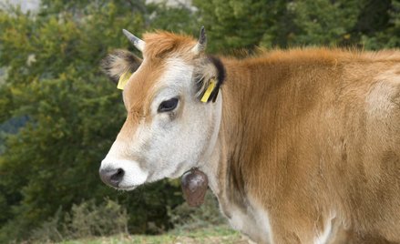 Bułgaria: Protest przeciw biurokracji UE. Krowa Penka nie zostanie zabita